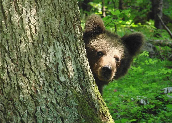 Villa Stella - Wellness With A Swimming Pool, Hot Tub And Sauna